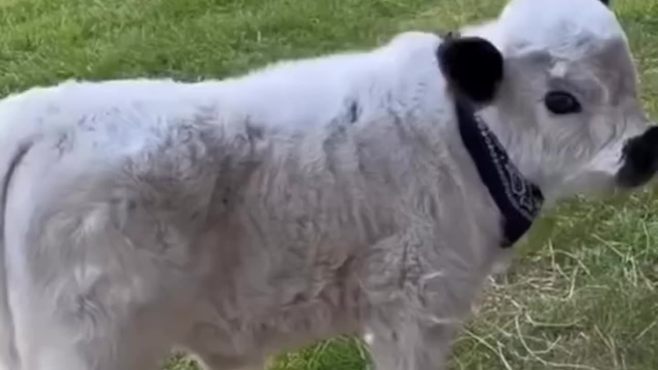 Granny's Kids On The Farm