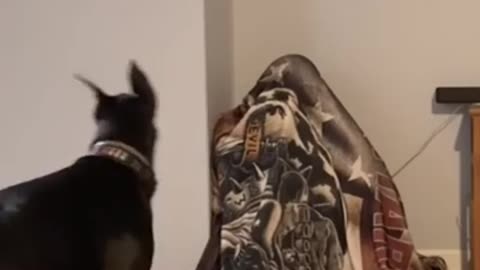 Doberman asks where's daddy