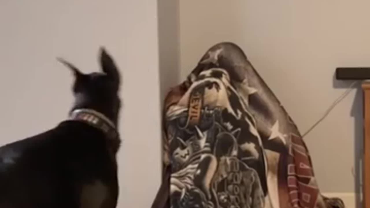 Doberman asks where's daddy