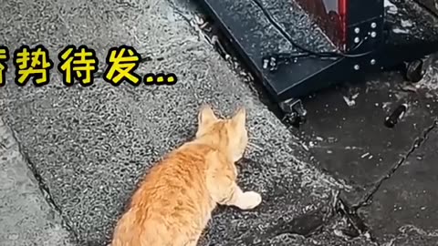 See how fast the cat reacts 💯 🥶