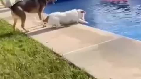 Funny cat and dog