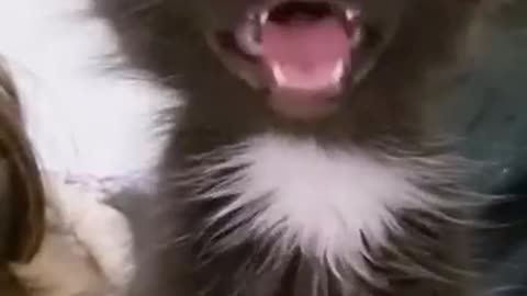 cats are cats