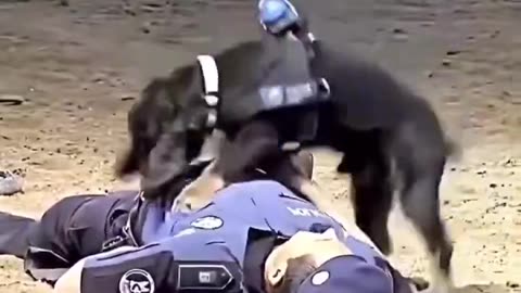 Doggy CPR