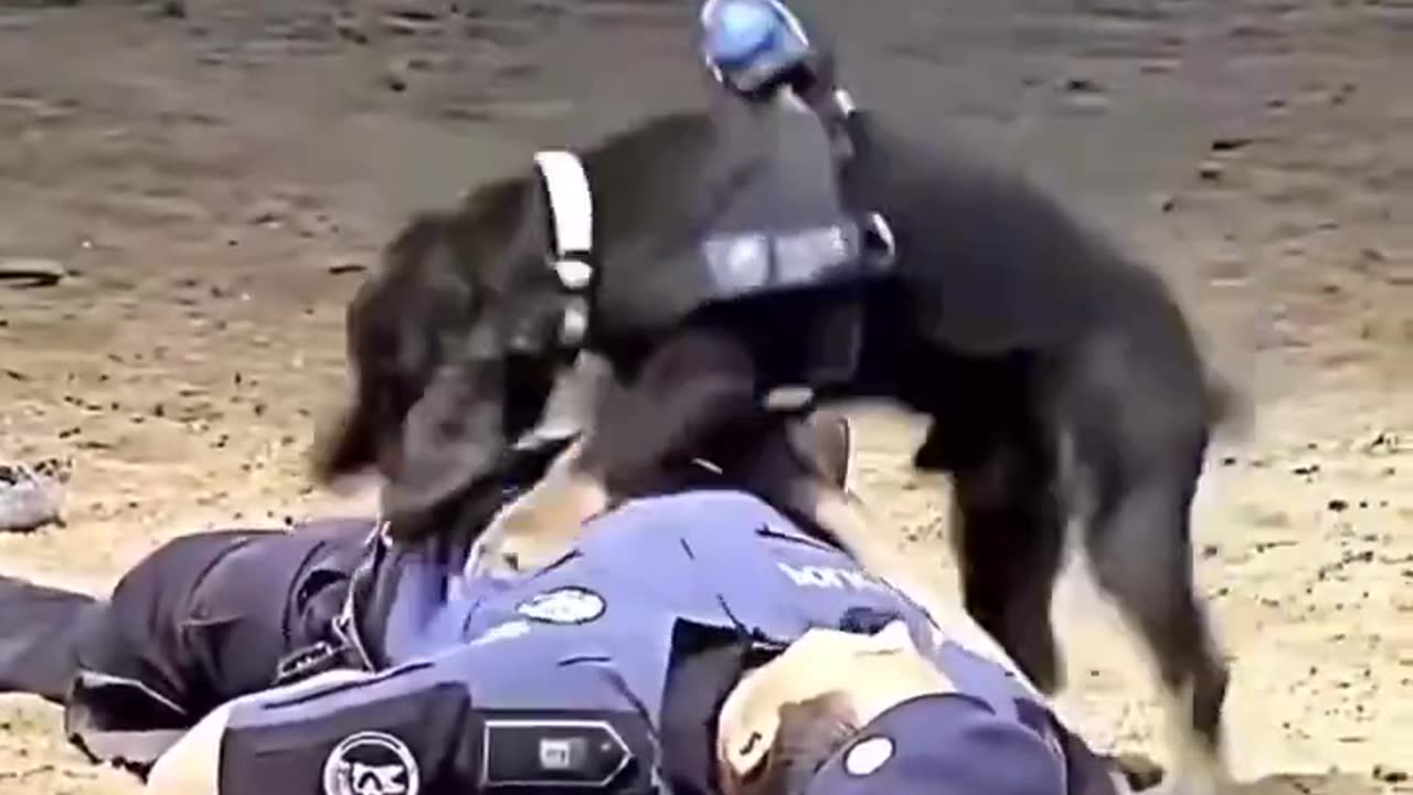 Doggy CPR