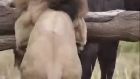 Buffalo fight back lion part 1 #Shorts #Animals