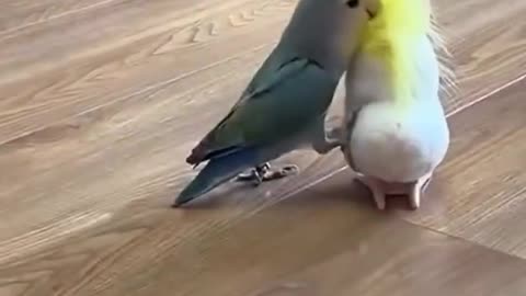 Bird Game