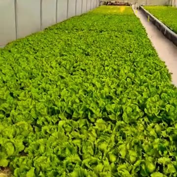 Hydroponic Farming Business - Harvest 10,000 Units/Month & Earn $10,000!