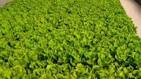 Hydroponic Farming Business - Harvest 10,000 Units/Month & Earn $10,000!