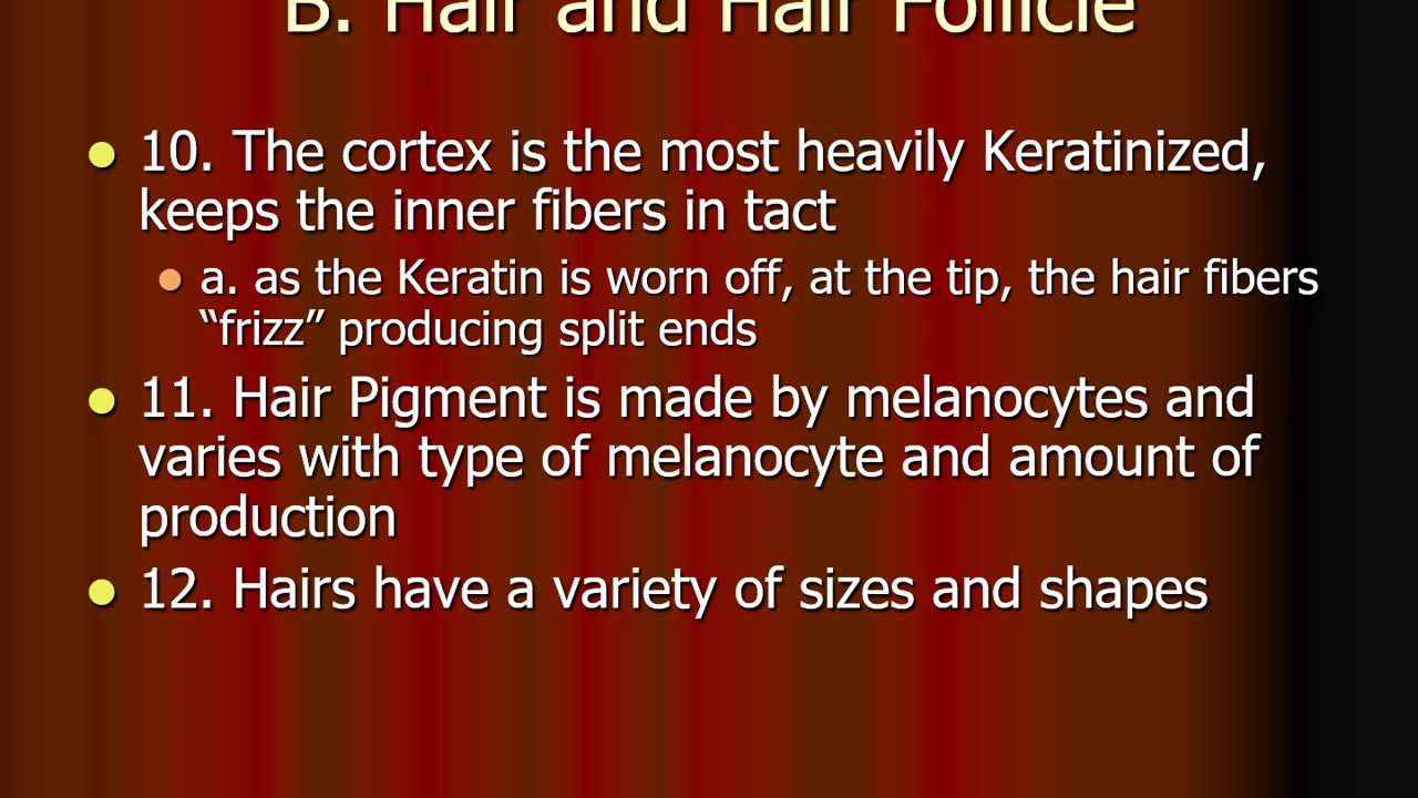 Chapter 4 L2: Appendages of the Skin