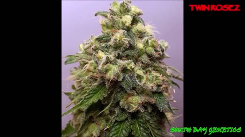 Twin Rosez #SouthBayGenetics