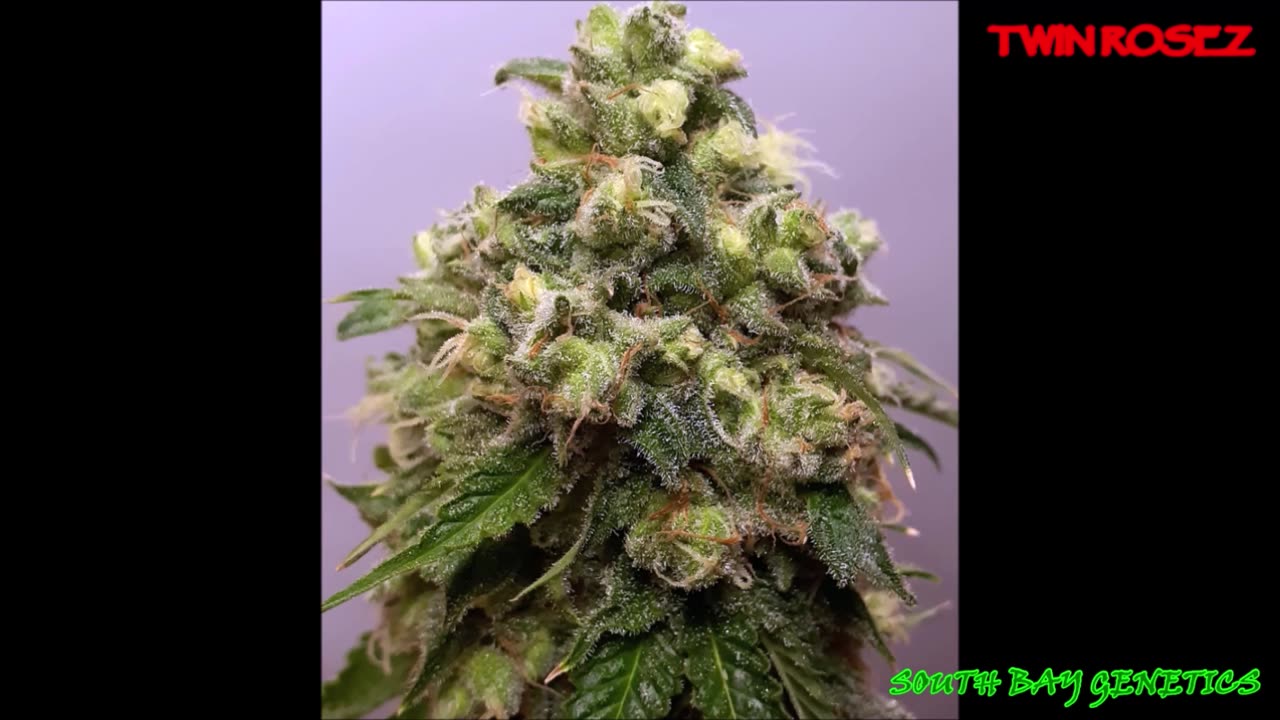 Twin Rosez #SouthBayGenetics