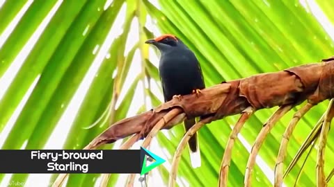 10 most beautiful starlings. Retro voice over 🤣