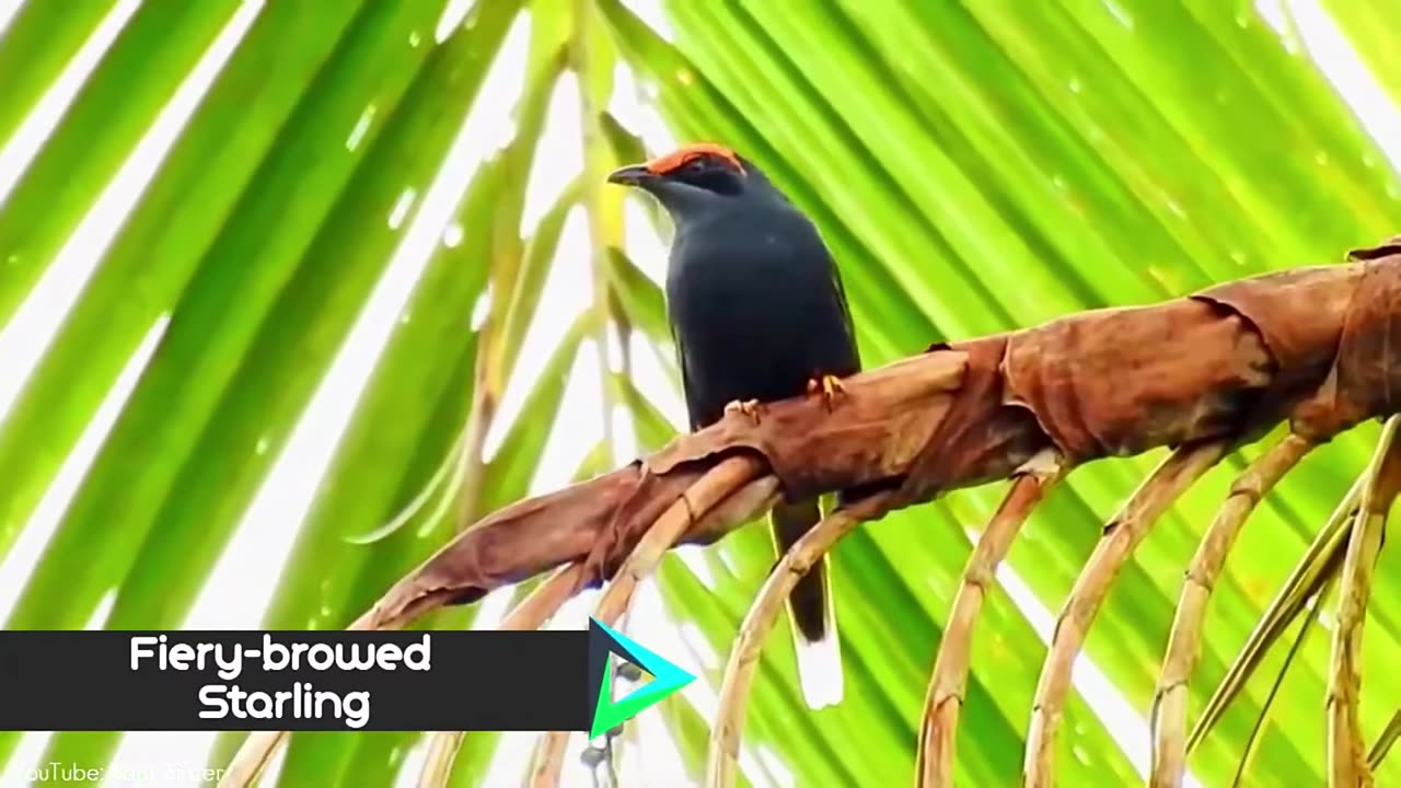 10 most beautiful starlings. Retro voice over 🤣