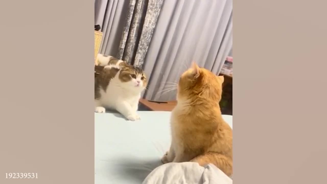 Cat Meltdown MAYHEM! 😹 2025's UNBELIEVABLE Reactions! (Viral Now)!