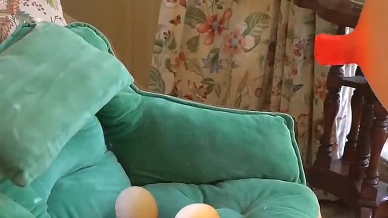 Cat playing with Balloon but watch what happen with its