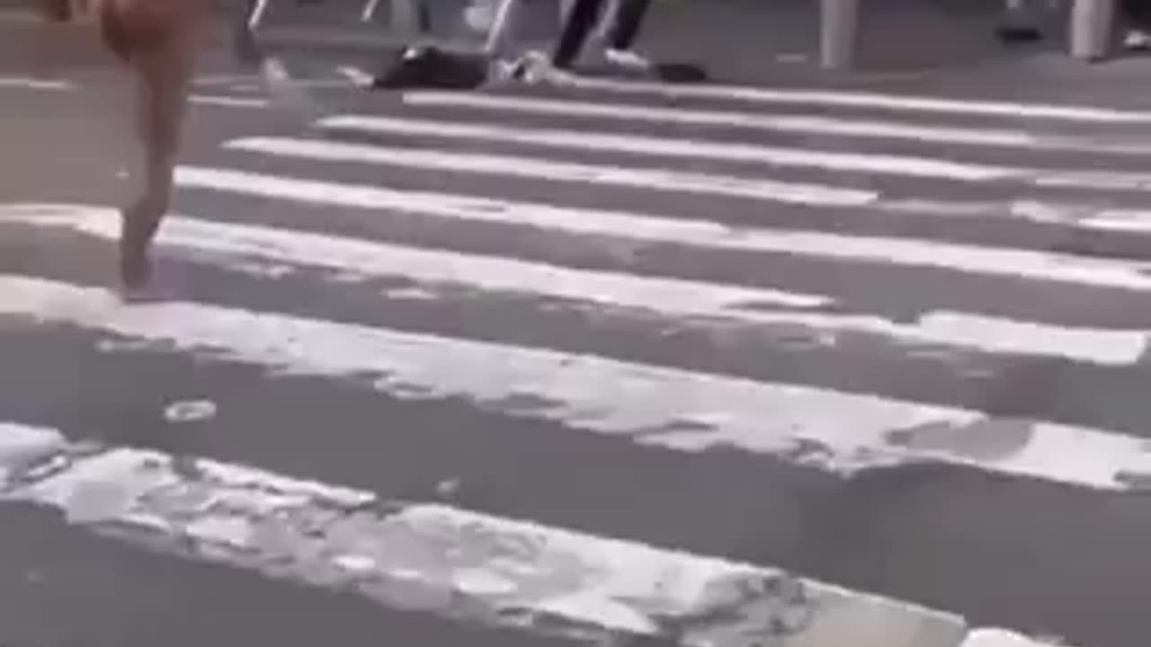 Meanwhile..in..New..York..City