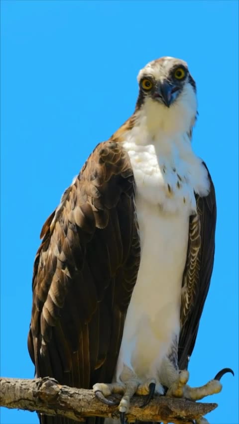 Funny videos Nature beauty