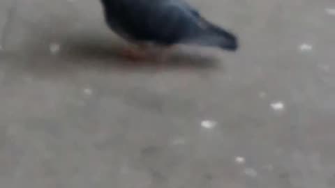 Pigeon with White Dot On Head! Boston 2025