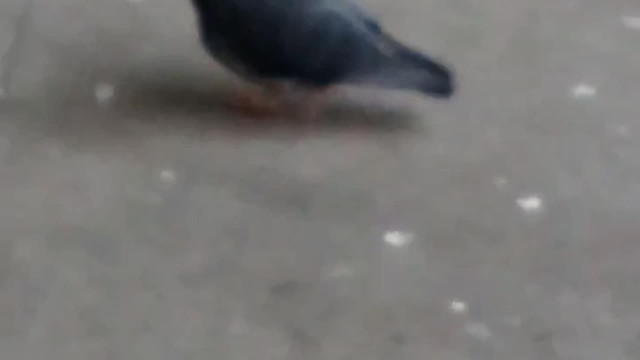 Pigeon with White Dot On Head! Boston 2025