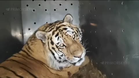 Big cat