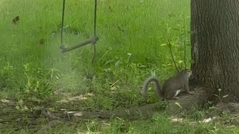 Squirrel Jumps For Rope Ladder Swing