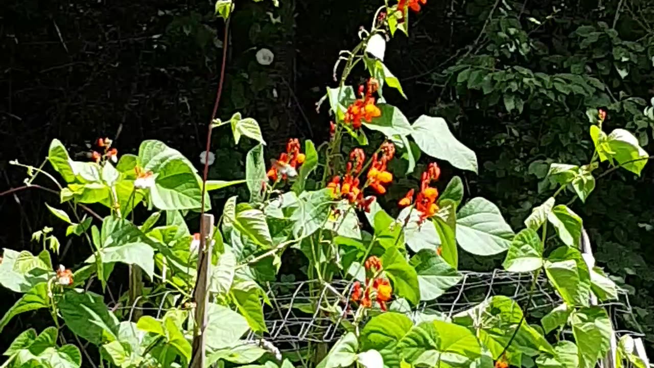 Hummingbird in the Garden