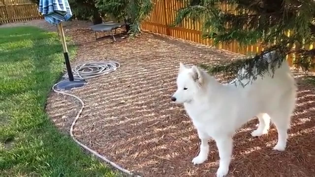 White Puppies