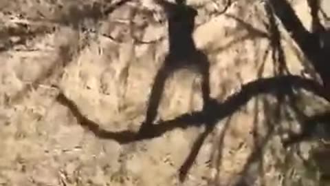 monkey ma