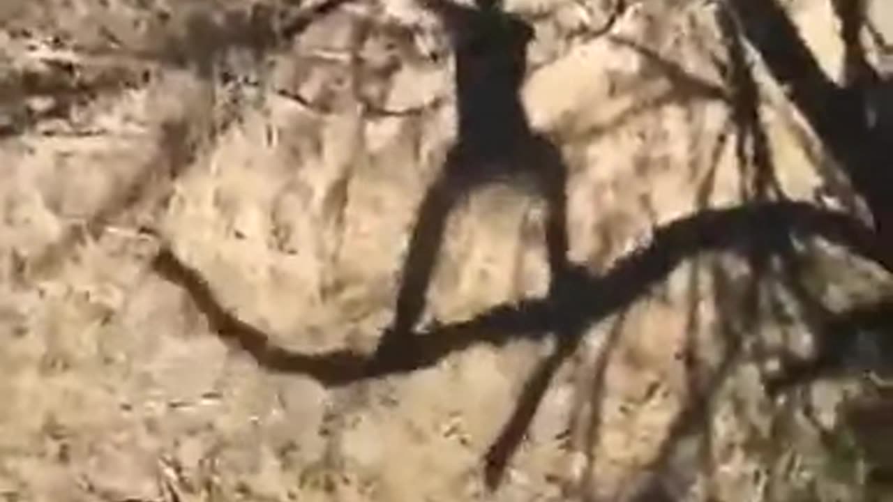 monkey ma