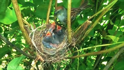 Funny videos funny birds Nature beauty