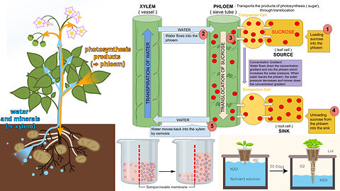 Plant Nutrition and Transport: Hydroponics, Osmosis, and Translocation