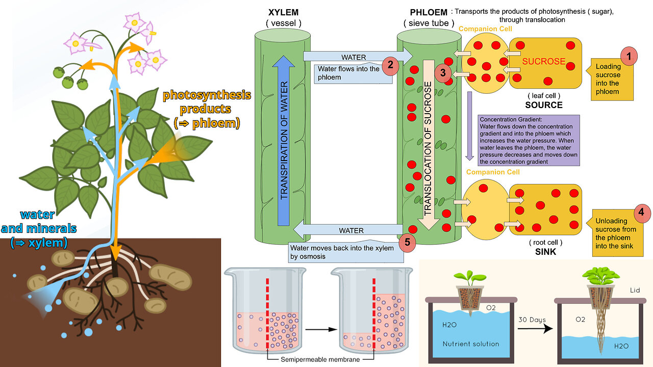 Plant Nutrition and Transport: Hydroponics, Osmosis, and Translocation