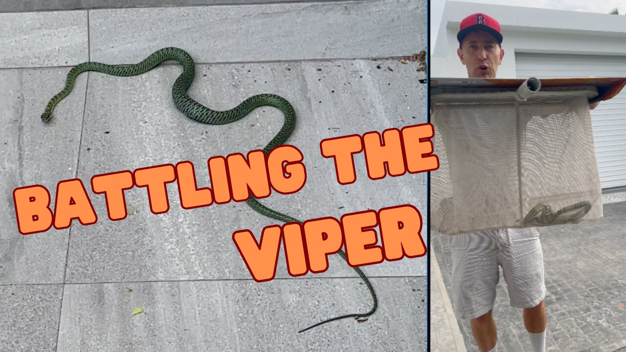 Invasive Green Snake Strikes at Man, Who Scream Like a Woman, as He Does Battle