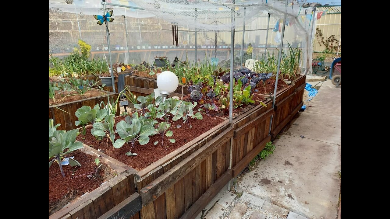 Wicking Bed Gardening. How to, what not to do.