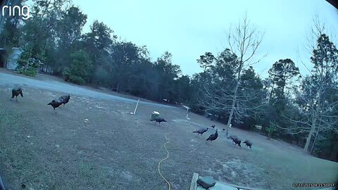 Look at all the Florida TURKEYS 1/13/25