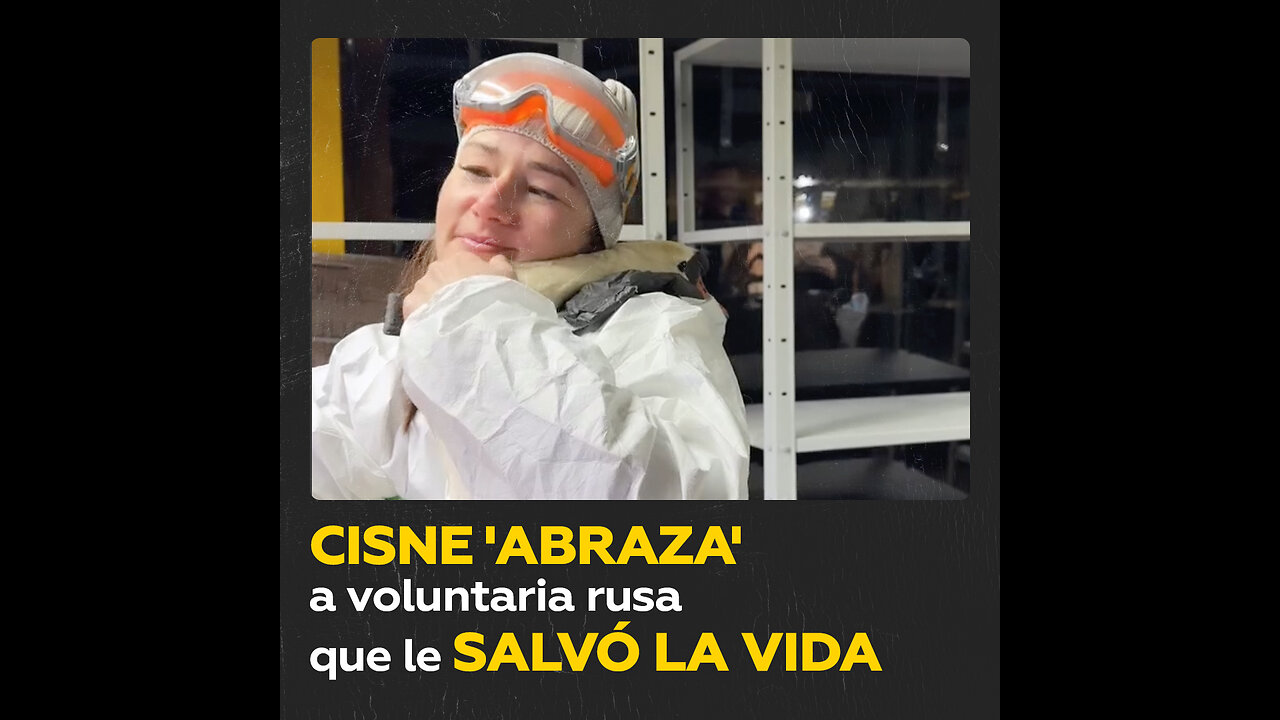 Cisne agradecido ‘abraza’ a voluntaria rusa por salvarlo