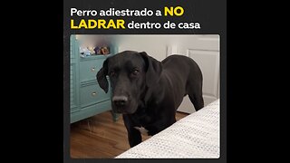 Mujer adiestra a su perro a no ladrar