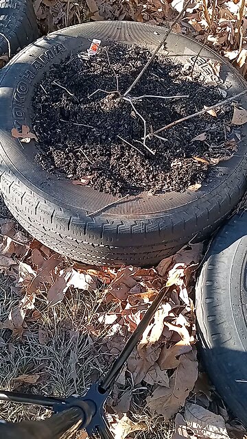 planting garlic in 20° temperature