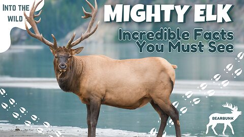 Secrets of the Wild: Fascinating Elk Facts!