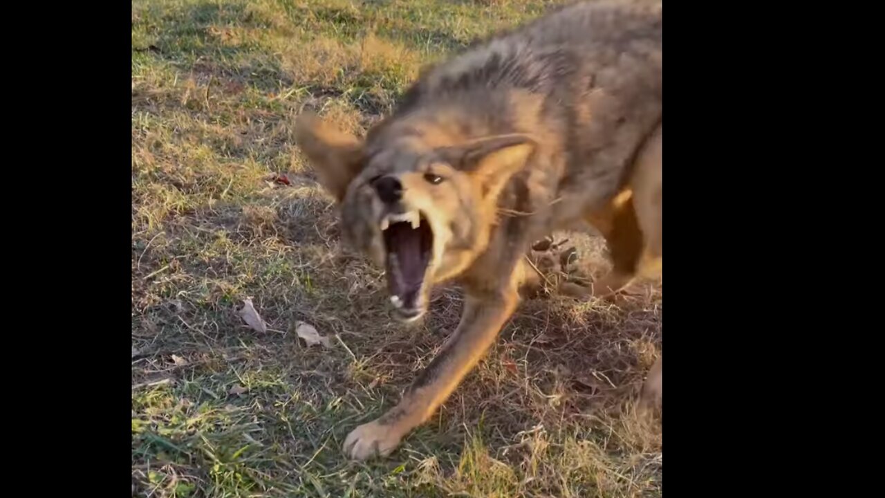 Coyote Caught By Two Feet
