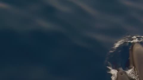 Dolphins Swim Near Rasdhoo Atoll