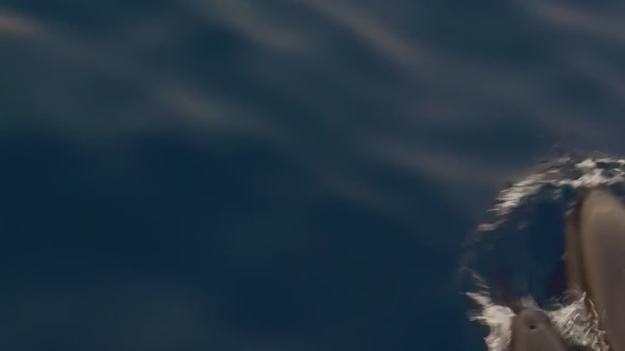 Dolphins Swim Near Rasdhoo Atoll