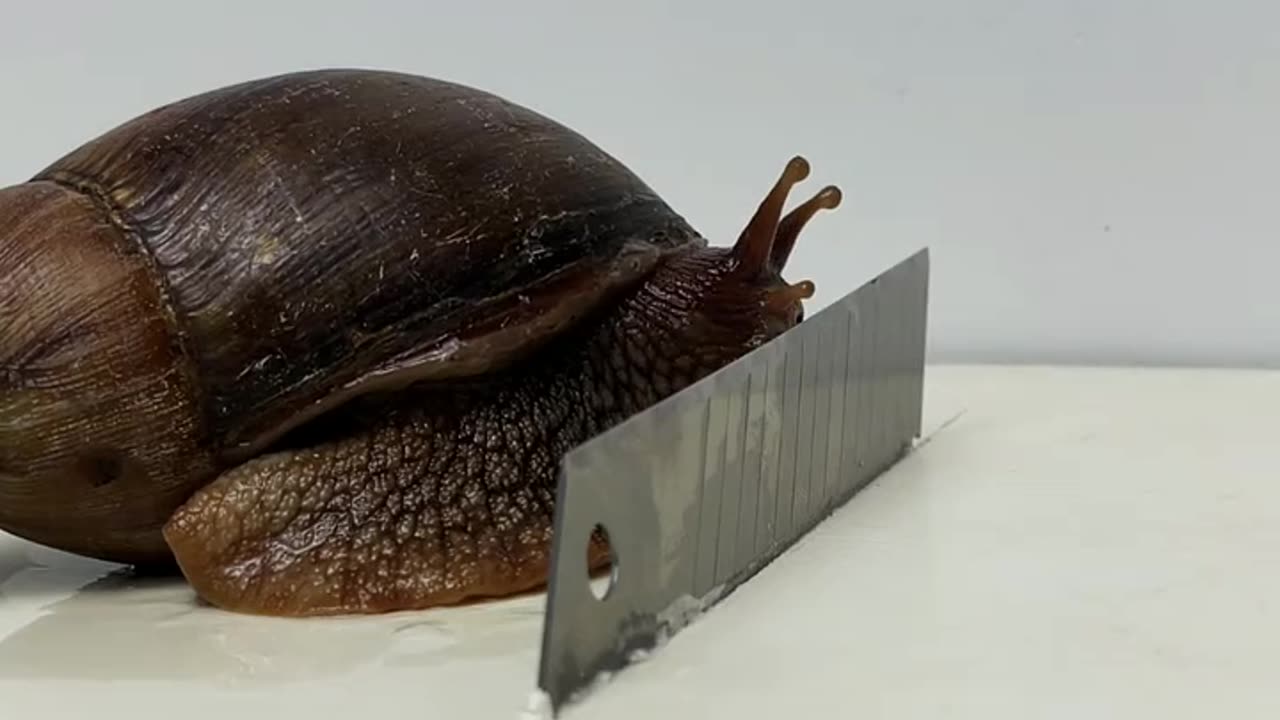 "Snail Magic: Soft Yet Glides Over Blades Effortlessly! 🐌⚡"