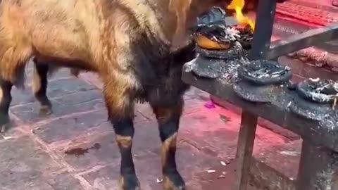 What the hell is this goat doing?😮