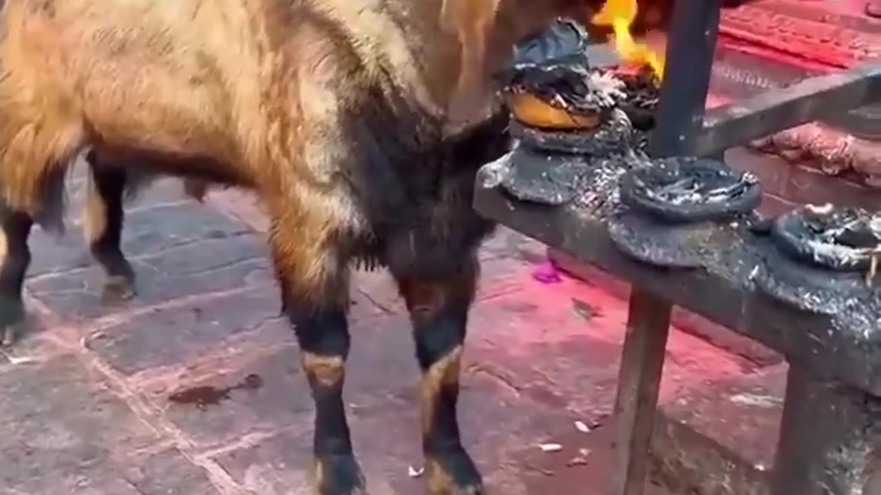 What the hell is this goat doing?😮
