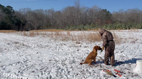 Tater Marking in Snow Through High Cover