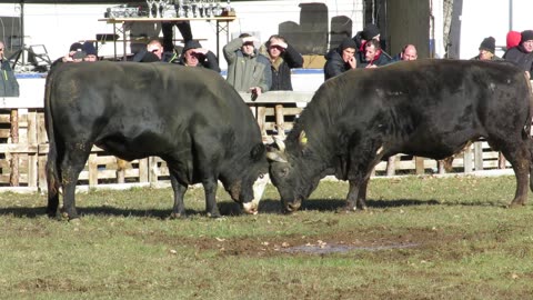 Brizan od Andrije vs Mehaga od Puščula