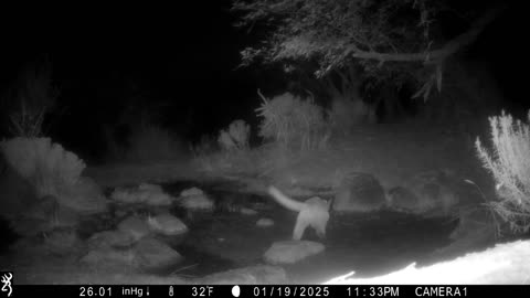 Mountain Lions at Rancheria Springs, Saddlebrooke, AZ