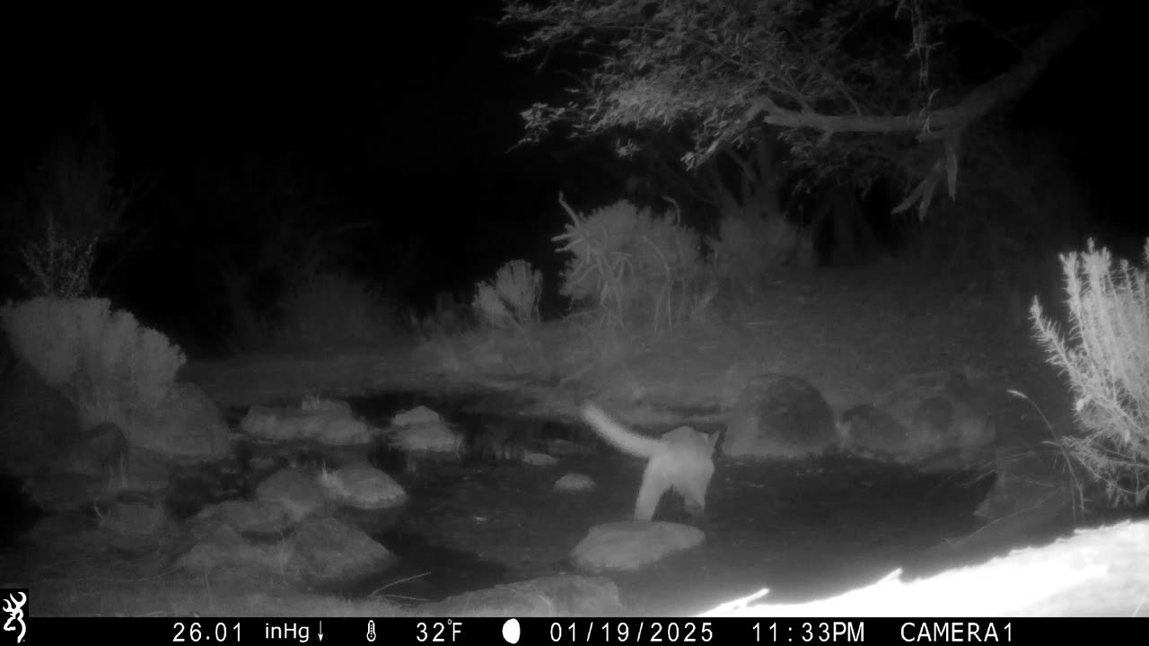 Mountain Lions at Rancheria Spring, Saddlebrooke, AZ