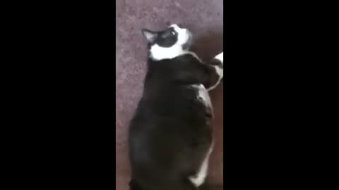 Funny animals - Funny cats / dogs - Funny animal videos